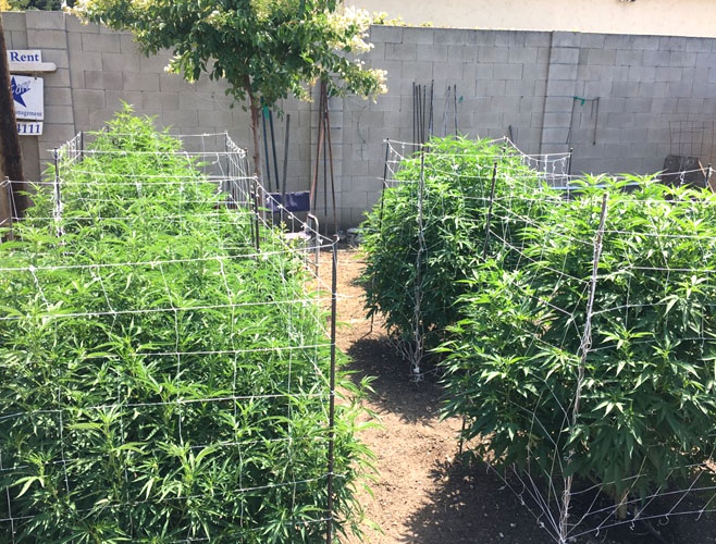 Is Wedding Crasher Easy to Grow